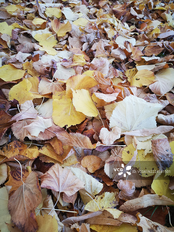 意大利佩萨罗和乌尔比诺的蒙特波尔齐奥田野上的干枯树叶特写镜头图片素材