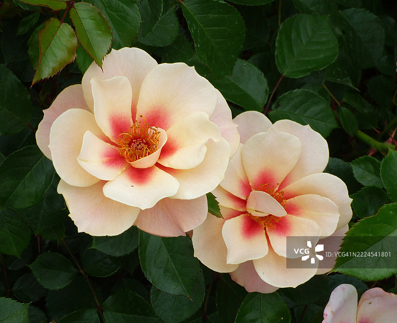 巴塞罗那，西班牙的开花植物特写图片素材