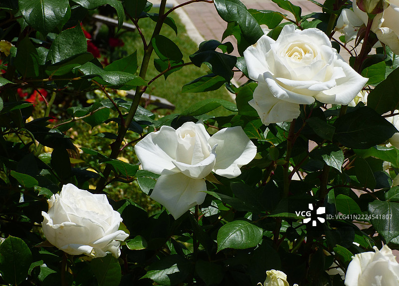 白玫瑰特写，马德里，马德里自治区，西班牙图片素材