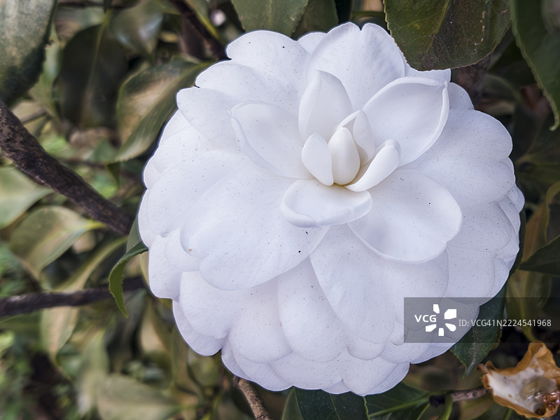湿润的白色花朵特写，巴西图片素材