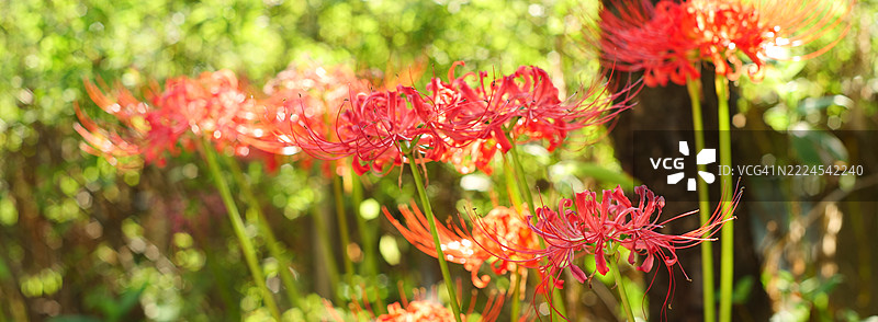 日本红色花卉植物特写图片素材