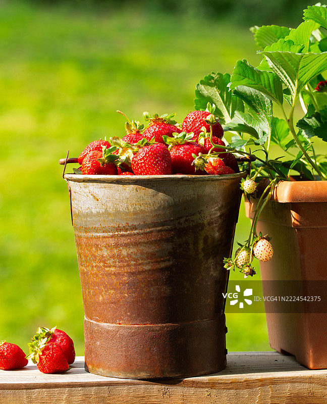 新鲜采摘的草莓放在一个乡村风格的桶里，美国图片素材