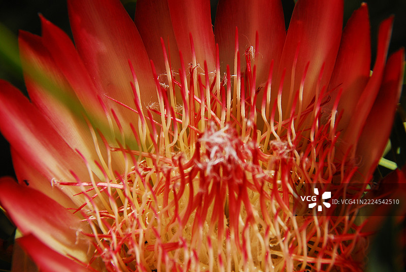 南非红花特写图片素材