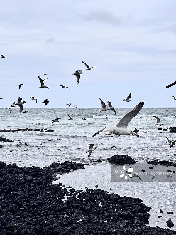低角度视图的海鸥在天空上飞翔，背景是海洋，地点：韩国济州省图片素材