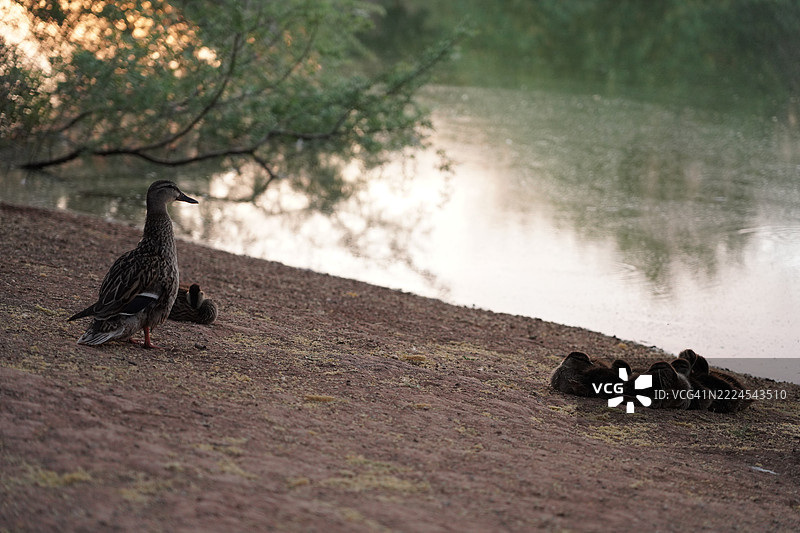 鸟类栖息在田野上的特写，吉尔伯特，亚利桑那州，美国图片素材