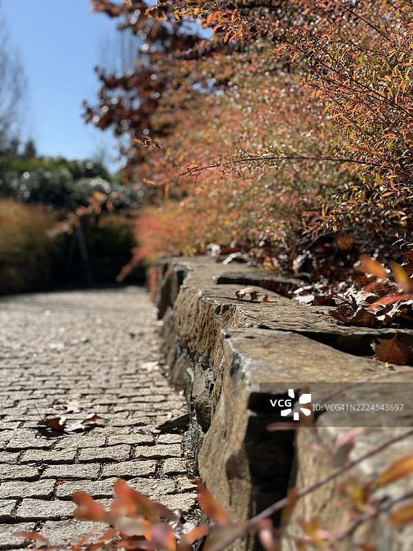 秋天的树叶特写，位于澳大利亚新南威尔士州的奥伯龙。图片素材