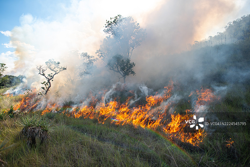 塞拉多生物群落中的野火图片素材