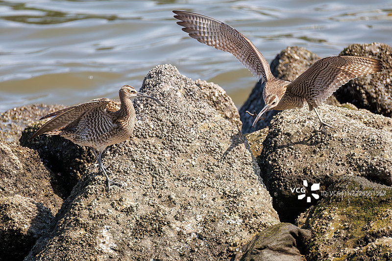 斑头雁，学名：Numenius phaeopus。它们正在与同类争斗，拍打着翅膀飞走。图片素材