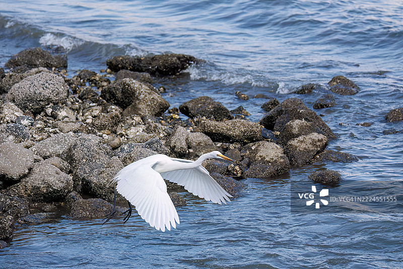 一只美丽的大白鹭（白鹭，属于白鹭科）正在拍打翅膀飞出。图片素材