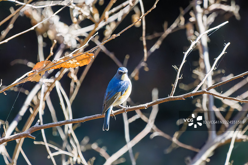 它基于约5000年前的绳文时代的火焰陶器，是日本的国宝。图片素材