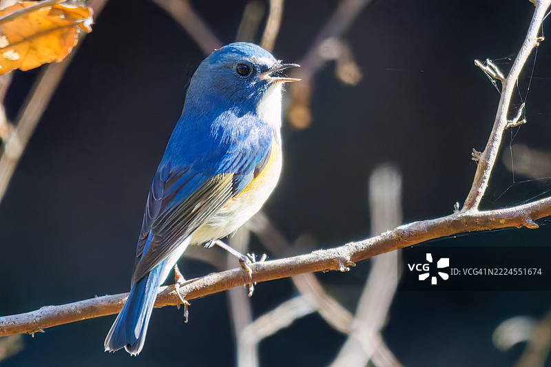 它基于约5000年前的绳文时代的火焰陶器，是日本的国宝。图片素材