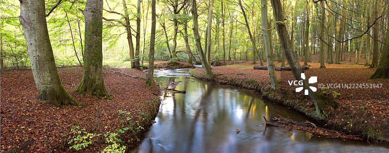 宁静的森林场景，温柔流淌的小溪被山毛榉树（Fagus sylvatica）环绕，秋季的环境中，金色和橙色的落叶铺满了森林地面。图片素材