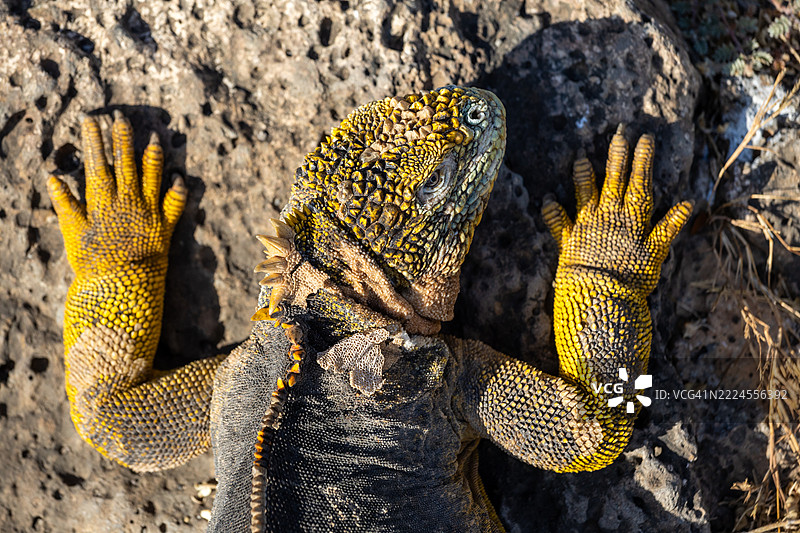 加拉帕戈斯陆鬣蜥图片素材