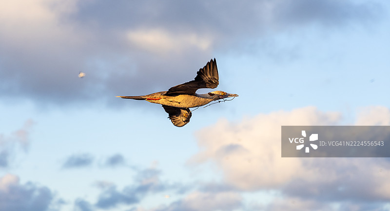 红脚鲣鸟在飞行中图片素材