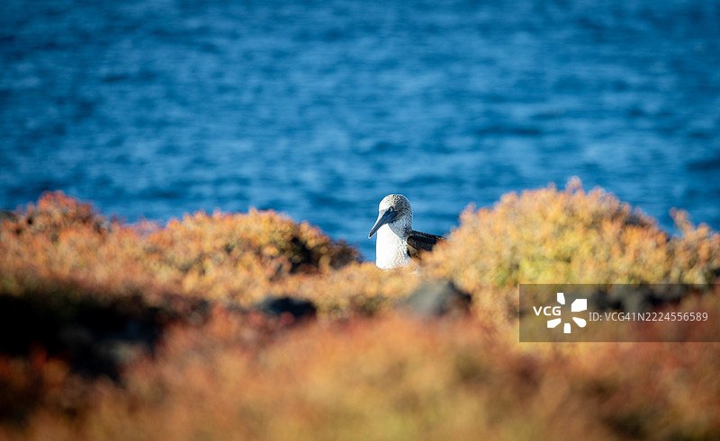 蓝脚鲣鸟图片素材