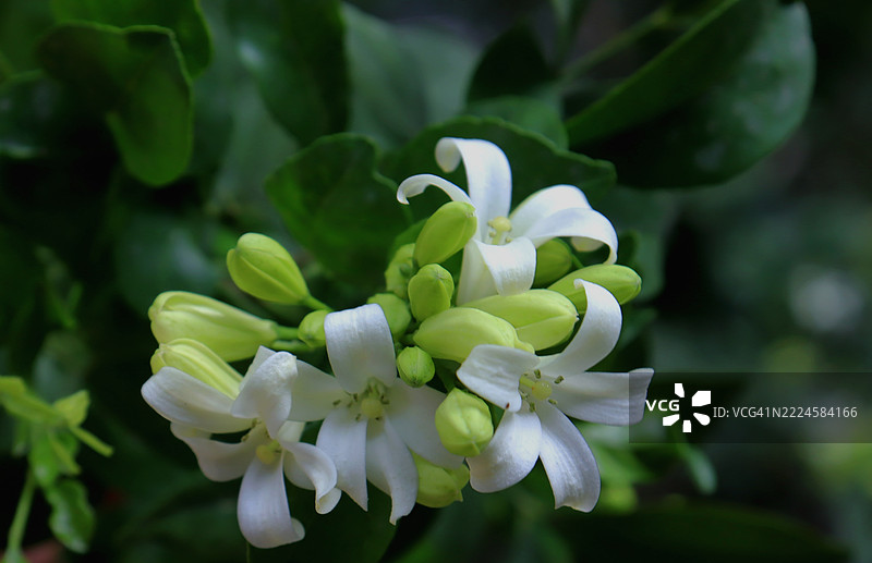美丽的白兰花，花园中的橙色茉莉花。图片素材
