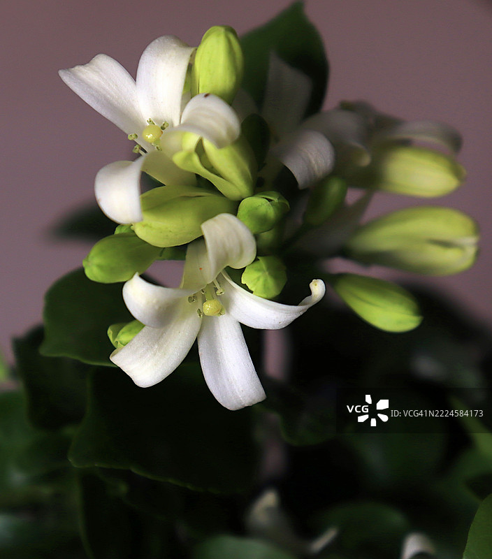 美丽的新鲜白兰花，橙色茉莉花在桌子上的玻璃梅森罐中。图片素材