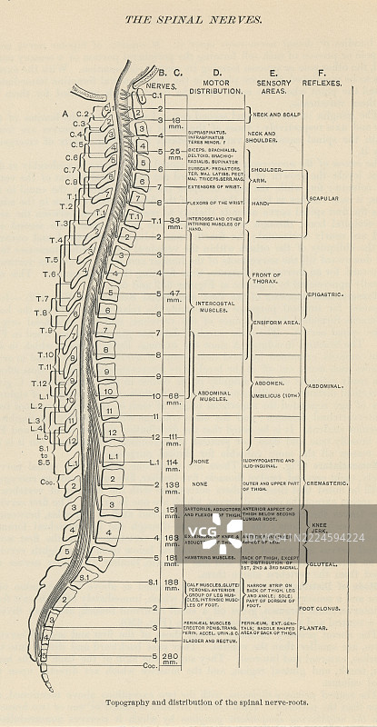 老式雕刻插图，显示脊神经根，脊髓与外周神经之间的初始分支连接，负责在全身传递感觉和运动信息。图片素材