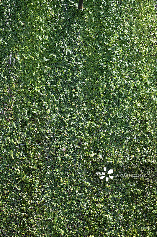 一棵长满叶子的绿色灌木图片素材