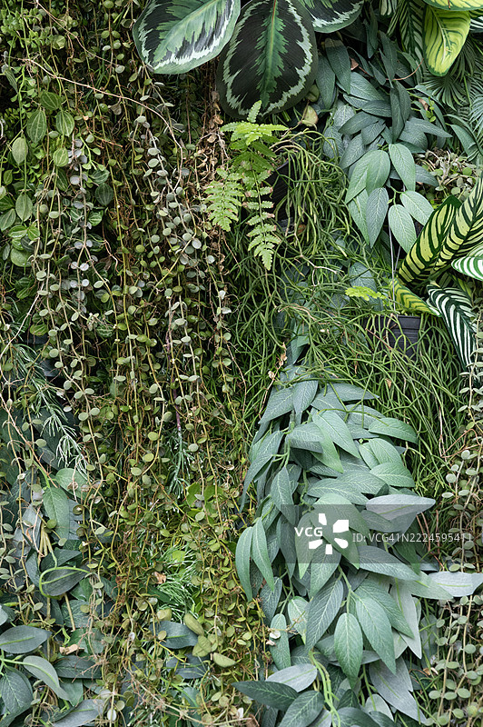 建筑外墙上的人造植物叶塑料面板图片素材