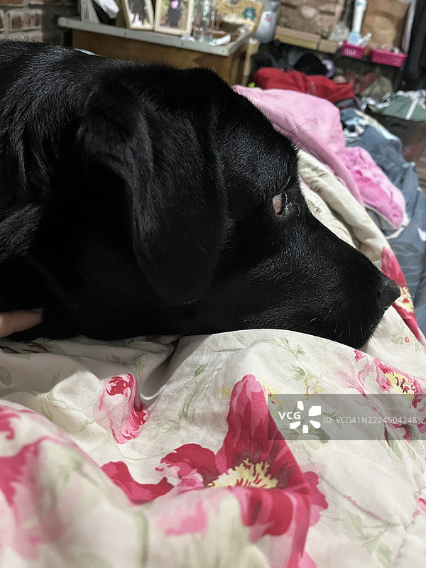 黑色拉布拉多犬安静地躺在室内的花卉毯子上图片素材