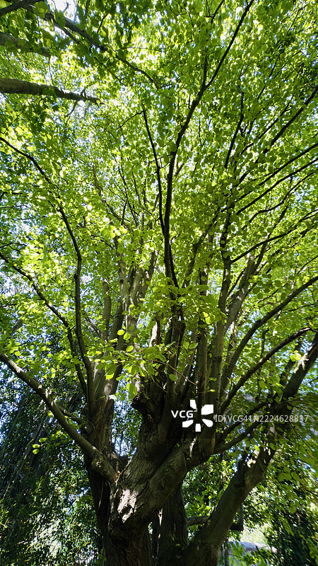 欧洲山毛榉（Fagus Sylvatica）树与其他树木的特写图片素材