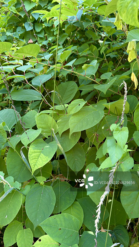 日本虎杖（Reynoutria japonica）植物在林地中生长。特写视图。图片素材