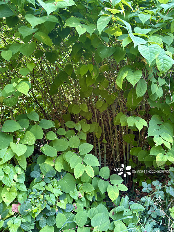 日本虎杖（Reynoutria japonica）植物在林地区域的特写镜头中蔓延。图片素材