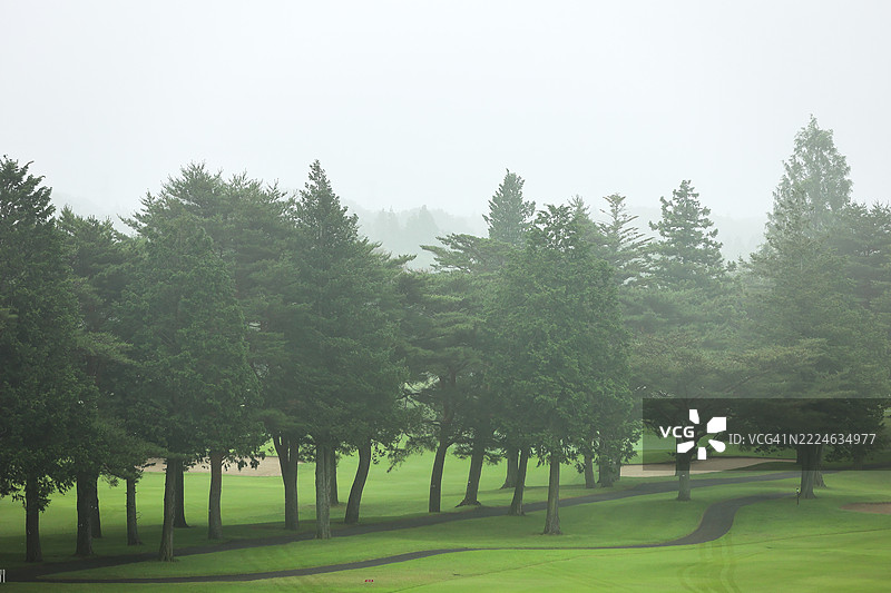 一个宁静的高尔夫球场被柔和的雾气笼罩，郁郁葱葱的球道旁是一排高大的常青树。图片素材