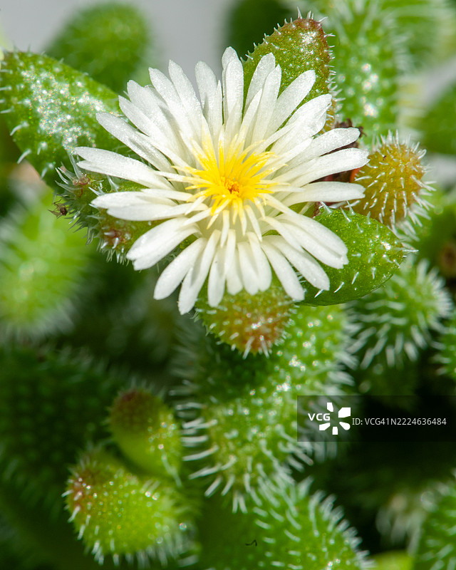 腌菜植物 - 刺球花 - 花朵图片素材