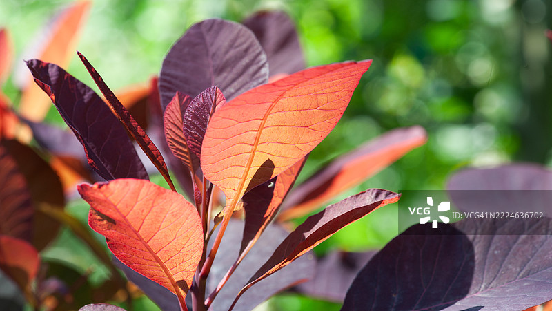 紫烟灌木（Cotinus Royal Purple）图片素材