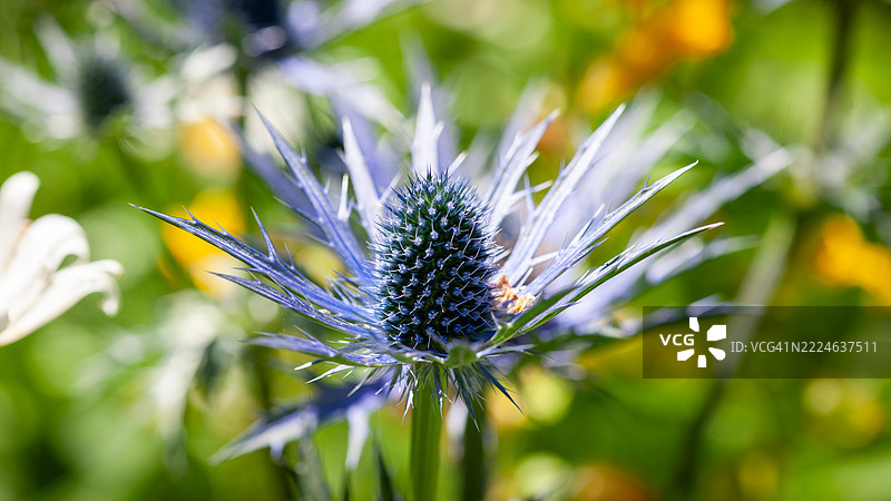 海蓬子-刺蓬子-苏格兰图片素材