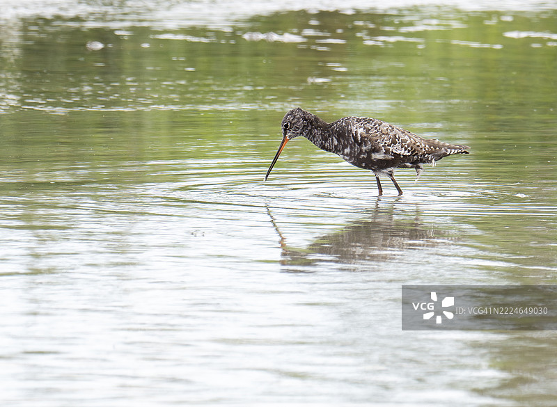 一只夏季羽毛的斑点红腿鹬；Tringa erythropus，位于英国格洛斯特郡的斯利姆布里奇自然保护区。图片素材