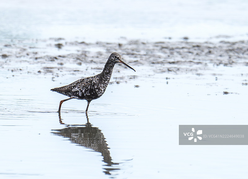 夏季羽毛的斑点红脚鹬；在英国格洛斯特郡的斯利姆布里奇自然保护区。图片素材