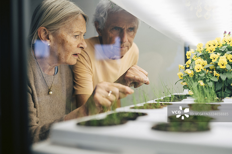 退休的老年男女朋友在玻璃架子上观察不同的植物图片素材