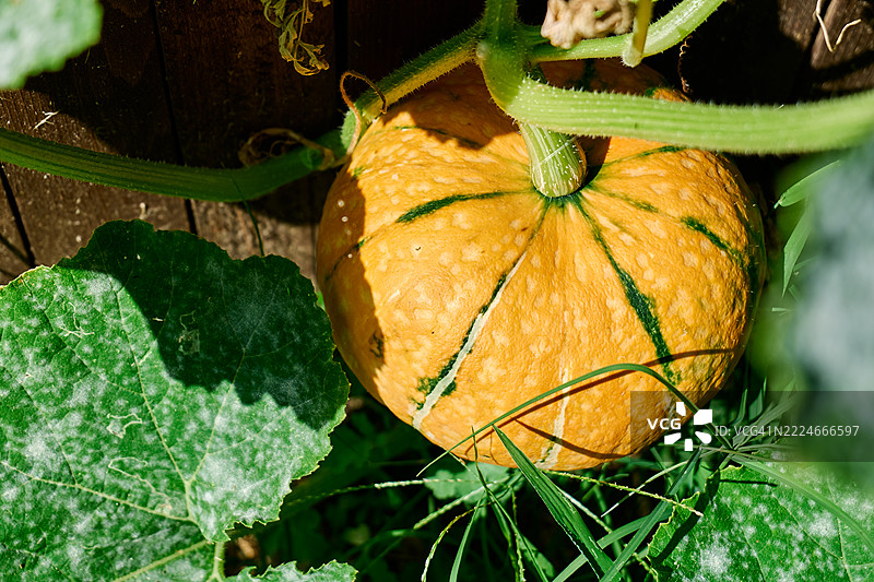 黄色圆形南瓜在菜园中生长图片素材
