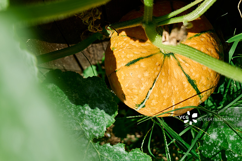 黄色圆形南瓜在菜园中生长图片素材