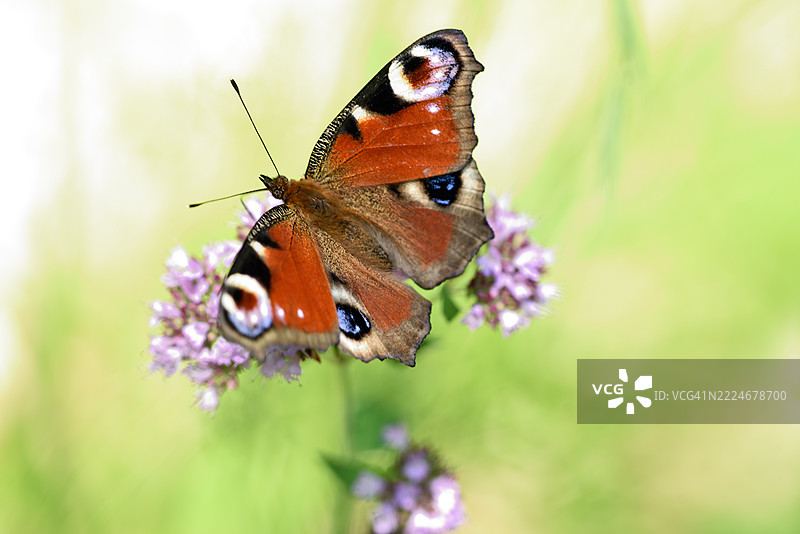 紫斑蝶在牛至上图片素材