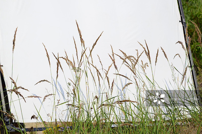 白色画布背景前生长的野草图片素材