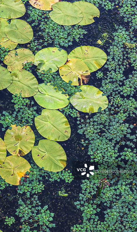 水 lilies和水生植物在池塘上形成自然图案图片素材