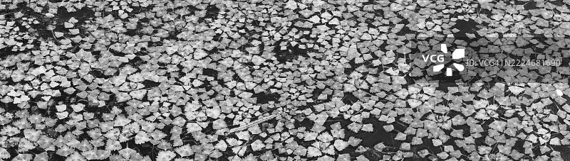 自然背景中的睡莲形成了美丽的图案图片素材