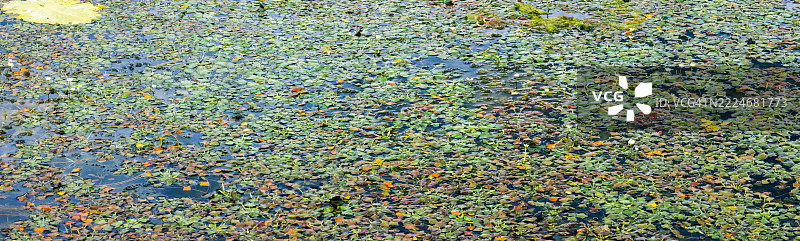 水 lilies在池塘中形成自然艺术背景图片素材