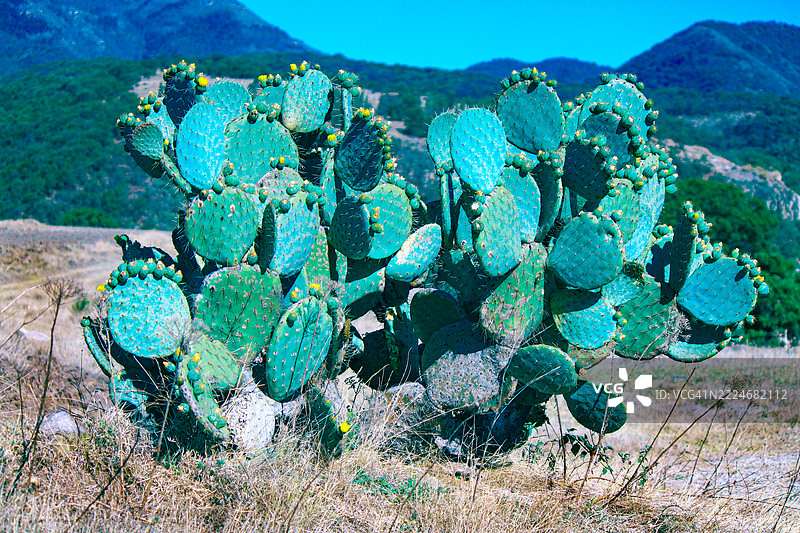 特波佐特兰风景中的仙人掌果特写镜头图片素材