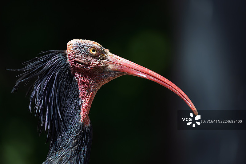 布达佩斯，匈牙利的鹮鸟特写图片素材
