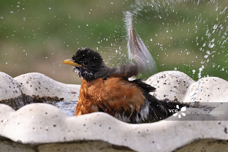 水边栖息的歌鸲特写，内布拉斯加州，布莱尔，美国图片素材