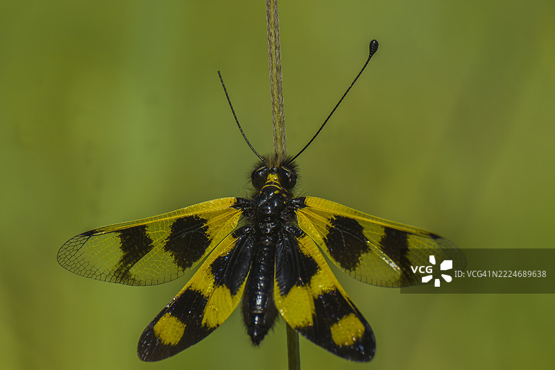 土耳其植物上的昆虫特写图片素材