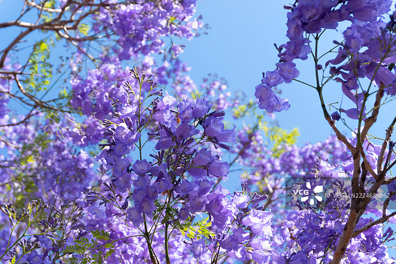 春天在墨西哥特拉斯卡拉的樱花低角度视图图片素材