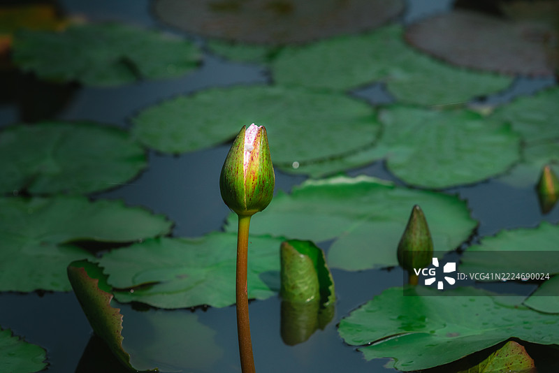 湖中莲花的特写图片素材