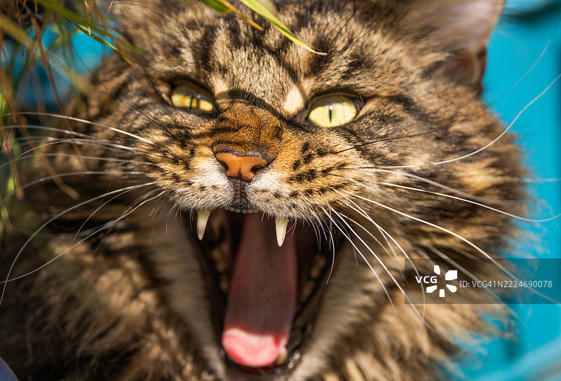 猫的特写肖像，乌克兰，外喀尔巴阡地区图片素材