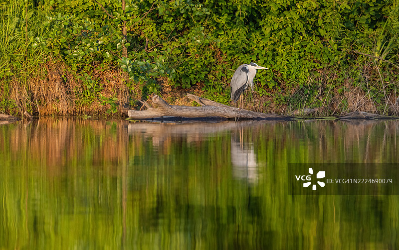 乌克兰外喀尔巴阡山脉湖泊中的苍鹭侧面视图图片素材